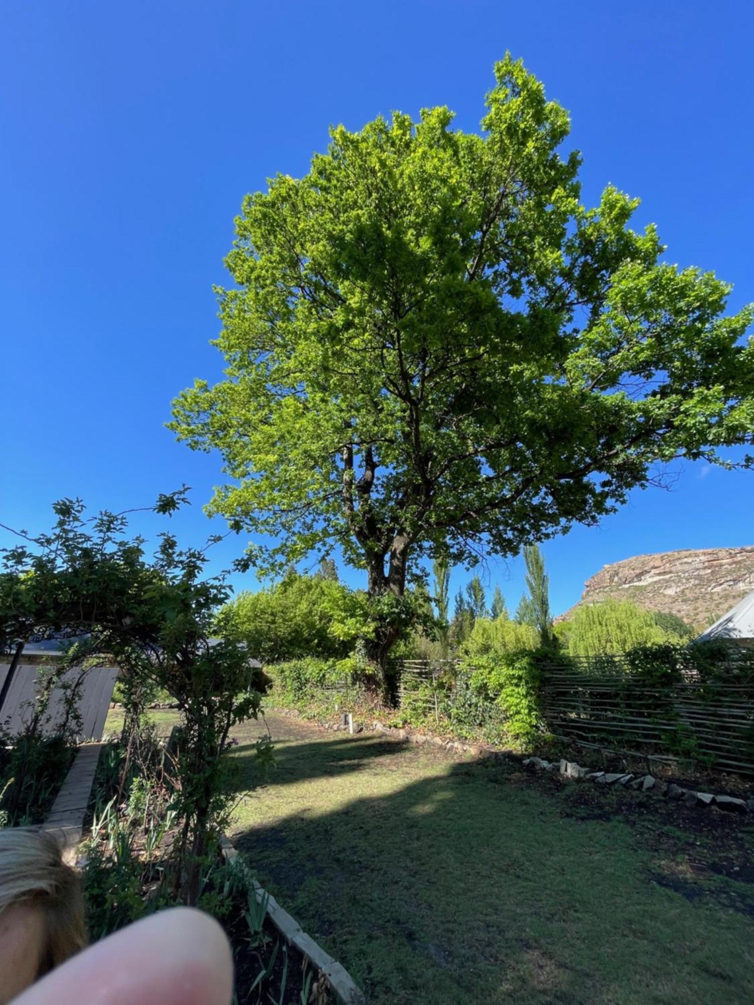 Periwinkle, Grove ,Acorn & Sage Cottages Clarens Extérieur photo