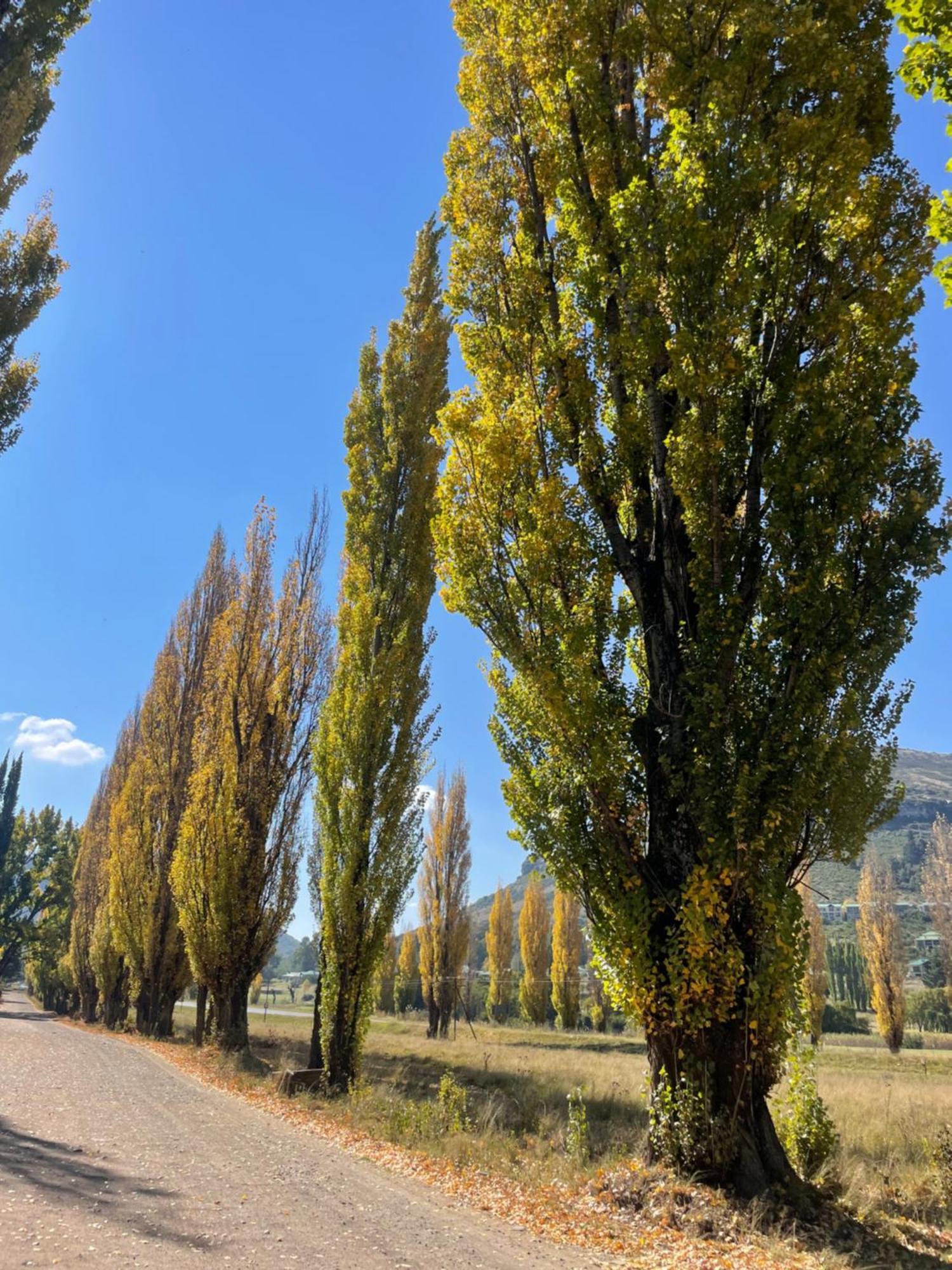 Periwinkle, Grove ,Acorn & Sage Cottages Clarens Extérieur photo